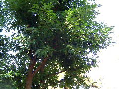 2005/11